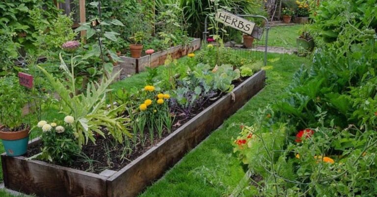 garden beds